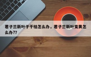 君子兰新叶子干枯怎么办，君子兰新叶变黄怎么办?？