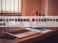 君子兰干叶发黄的原因，君子兰出现干叶子怎么办