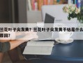 兰花叶子尖发黄？兰花叶子尖发黄干枯是什么原因？