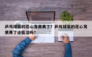 乒乓球菊的花心发黑黄了？乒乓球菊的花心发黑黄了还能活吗？