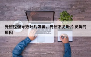 光照过强导致叶片发黄，光照不足叶片发黄的原因