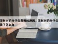发财树的叶子尖发黄的原因，发财树的叶子尖黄了怎么办