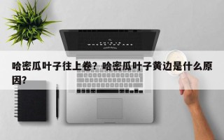哈密瓜叶子往上卷？哈密瓜叶子黄边是什么原因？