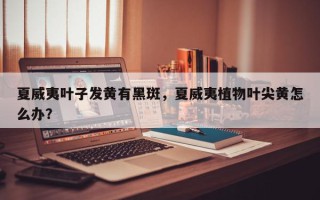 夏威夷叶子发黄有黑斑，夏威夷植物叶尖黄怎么办？