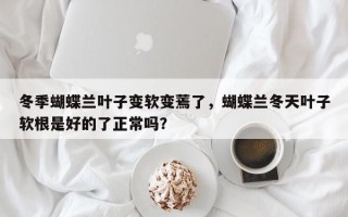 冬季蝴蝶兰叶子变软变蔫了，蝴蝶兰冬天叶子软根是好的了正常吗？