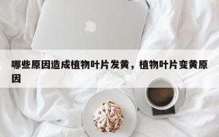 哪些原因造成植物叶片发黄，植物叶片变黄原因