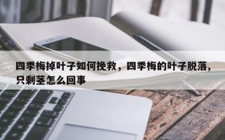 四季梅掉叶子如何挽救，四季梅的叶子脱落,只剩茎怎么回事