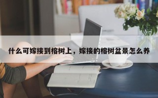 什么可嫁接到榕树上，嫁接的榕树盆景怎么养