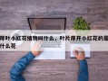 厚叶小红花植物叫什么，叶片厚开小红花的是什么花