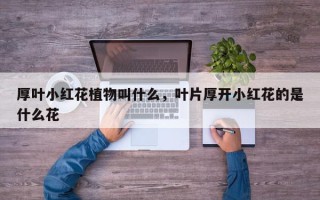 厚叶小红花植物叫什么，叶片厚开小红花的是什么花