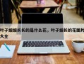 叶子细细长长的是什么花，叶子细长的花图片大全