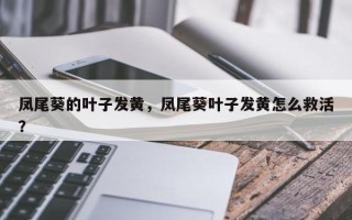 凤尾葵的叶子发黄，凤尾葵叶子发黄怎么救活？