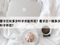 君子兰长多少叶子才能开花？君子兰一般多少叶子开花？