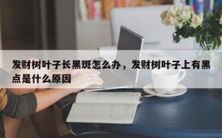 发财树叶子长黑斑怎么办，发财树叶子上有黑点是什么原因