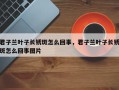 君子兰叶子长锈斑怎么回事，君子兰叶子长锈斑怎么回事图片