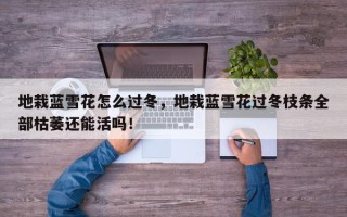 地栽蓝雪花怎么过冬，地栽蓝雪花过冬枝条全部枯萎还能活吗！