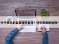 叶子很长的盆栽植物名称？叶子长长的植物？