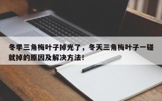 冬季三角梅叶子掉光了，冬天三角梅叶子一碰就掉的原因及解决方法！