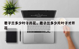 君子兰多少叶子开花，君子兰多少片叶子才开花