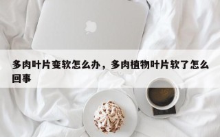 多肉叶片变软怎么办，多肉植物叶片软了怎么回事