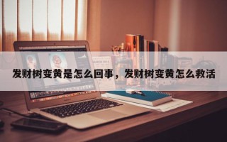 发财树变黄是怎么回事，发财树变黄怎么救活