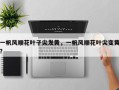 一帆风顺花叶子尖发黄，一帆风顺花叶尖变黄？