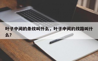 叶子中间的条纹叫什么，叶子中间的纹路叫什么？