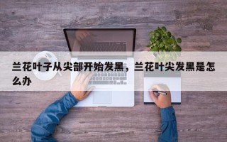 兰花叶子从尖部开始发黑，兰花叶尖发黑是怎么办