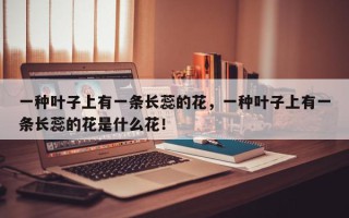一种叶子上有一条长蕊的花，一种叶子上有一条长蕊的花是什么花！