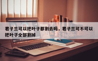 君子兰可以把叶子都割去吗，君子兰可不可以把叶子全部割掉
