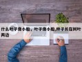 什么叶子像小船，叶子像小船,种子长在树叶两边