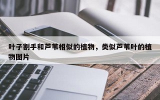 叶子割手和芦苇相似的植物，类似芦苇叶的植物图片