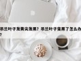 吊兰叶子发黄尖发黑？吊兰叶子变黑了怎么办？