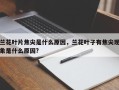 兰花叶片焦尖是什么原因，兰花叶子有焦尖现象是什么原因?