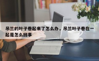 吊兰的叶子卷起来了怎么办，吊兰叶子卷在一起是怎么回事