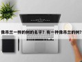 像吊兰一样的树的名字？有一种像吊兰的树？