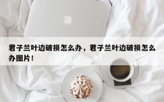 君子兰叶边破损怎么办，君子兰叶边破损怎么办图片！