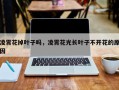凌霄花掉叶子吗，凌霄花光长叶子不开花的原因