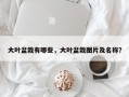 大叶盆栽有哪些，大叶盆栽图片及名称？