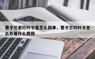 君子兰老烂叶子是怎么回事，君子兰烂叶子怎么办是什么原因