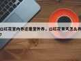 口红花室内养还是室外养，口红花夏天怎么养？