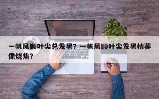 一帆风顺叶尖总发黑？一帆风顺叶尖发黑枯萎像烧焦？