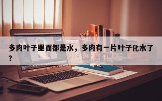 多肉叶子里面都是水，多肉有一片叶子化水了？