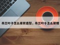 吊兰叶子怎么修剪造型，吊兰叶子怎么修理