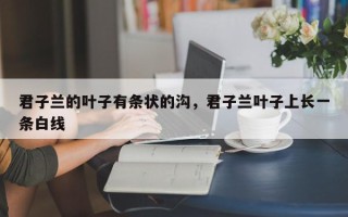 君子兰的叶子有条状的沟，君子兰叶子上长一条白线