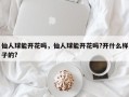 仙人球能开花吗，仙人球能开花吗?开什么样子的?