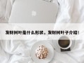 发财树叶是什么形状，发财树叶子介绍！