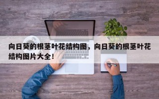向日葵的根茎叶花结构图，向日葵的根茎叶花结构图片大全！
