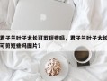 君子兰叶子太长可剪短些吗，君子兰叶子太长可剪短些吗图片？