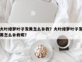 大叶绿萝叶子发黄怎么补救？大叶绿萝叶子发黄怎么补救呢？